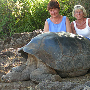 turtoise - live long life 