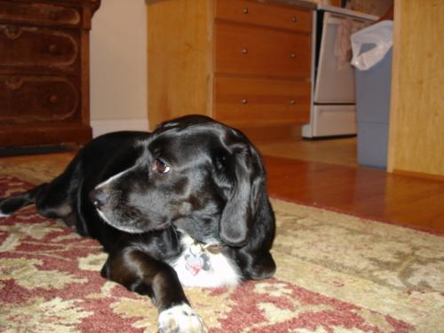 Black Jack - Lucy's boyfriend and best friend