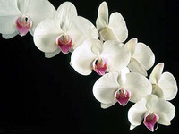 flower 23 - flower