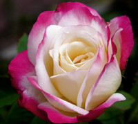 flower 24 - flower