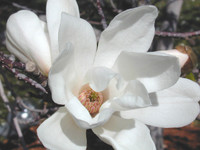 flower 25 - flower