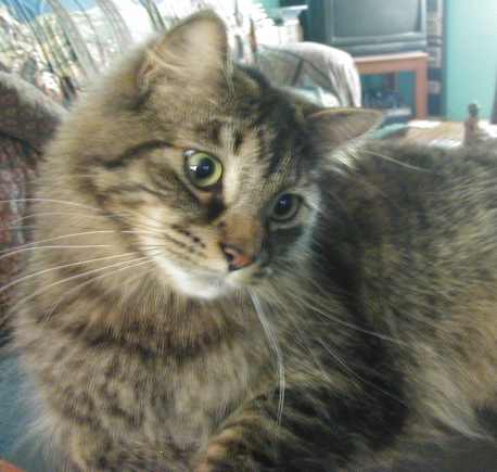 Loki - My sidekick! He is a gray tiger, longhair and he has one heck of a personality.  He loves peas, tuna, banana bread, peanut butter & blueberries!  He only gets these as small treats and would eat a lot more if I let him.  He won't touch fresh meats or turkey...go figure!