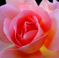 flower 26 - flower