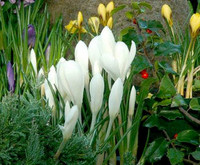 flower 27 - flower