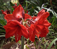 flower 28 - flower
