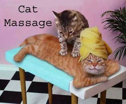 catmassage - catmassage