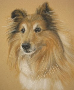 Sheltie - A nice portrait of someones's Sheltie.  Artist's website: www.pastelpetportraits.co.uk