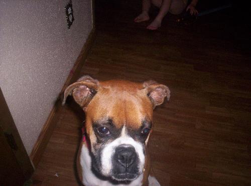 My female boxer, Daisy - My female boxer, Daisy.
