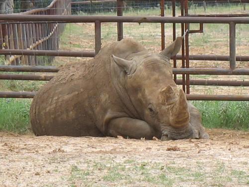 The White Rhino - The White Rhino