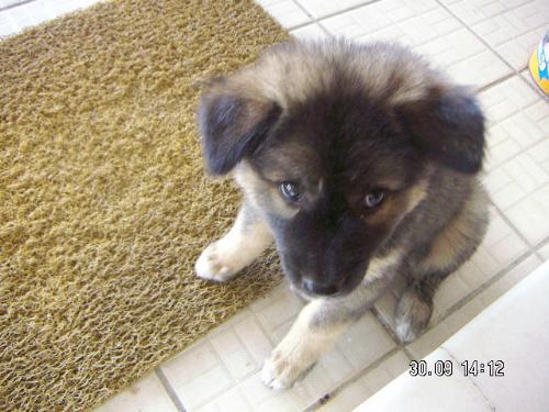 starry eyes - one of my pet dogs a while back.