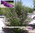butterfly bush - butterfly bush