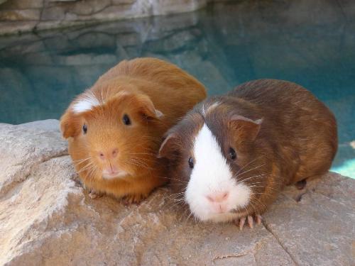 Foster Piggies Recently Adopted - Guinea pigs being fostered, recently were adopted.