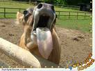 Cow Tongue - Cow Tongue Cow Tongue - Cow Tongue