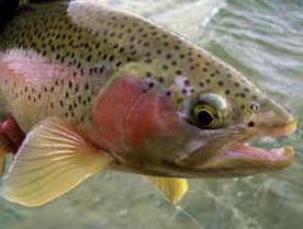 Rainbow Trout - Rainbow Trout