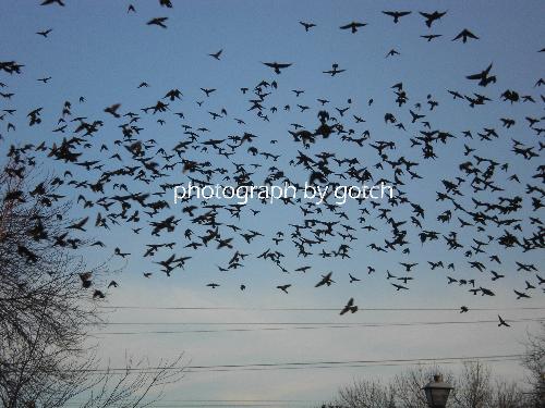Birds - Birds migration stop in Delaware