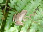 Spring Peeper - spring peepers are the harbingers of spring!