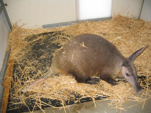 Aardvark - Aardvarks live in Africa. They are nocturnal. They eat bugs. Aren't they cute?