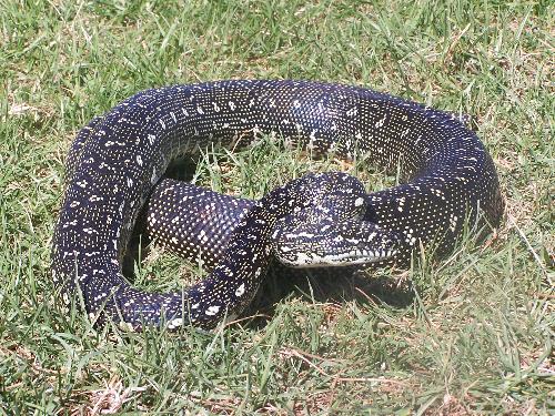 an adult diamond python - an adult diamond python