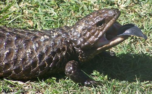 shingle back lizard  - shingle back lizard