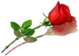 first love - rose the symbol of love.. first love - rose the symbol of love..