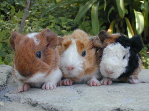 Baby Guinea Pigs - 3 breeds, one mom! - A silkie, a texel, and a peruvian, all born to a peruvian mom rescued from a high kill shelter.
