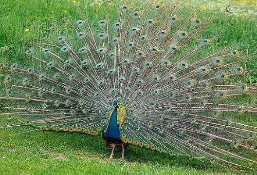 Peacock - The peacock is a bird found in Sri Lanka.