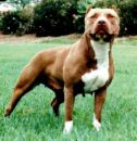 Pit bull - I love pitbulls