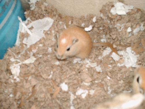 4 week old gerbil - This is one of my regular wild-type gerbils, she just doesn't have the gray yet that comes with adults!