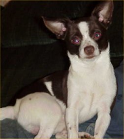 My chihuahua - This is my chihuahua Charlie.  He is 3 years old and he is spoiled rotten.  He gets carried around almost everywhere he goes, and he eats people food more than he eats dog food.  Some of his favorite people foods include sausage, vanilla ice cream, caramel creams (candy), bacon, and hamburger patties.  He is not glutty, though; he is a picky eater.