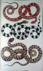 types of snakes - snakes differ according to region and country