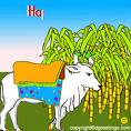 pongal - pongal