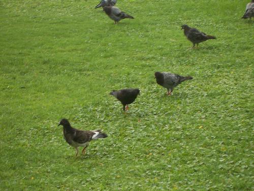 birds at the beach - birds lawn of a beach front hotel
