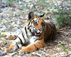 look at this  - tiger