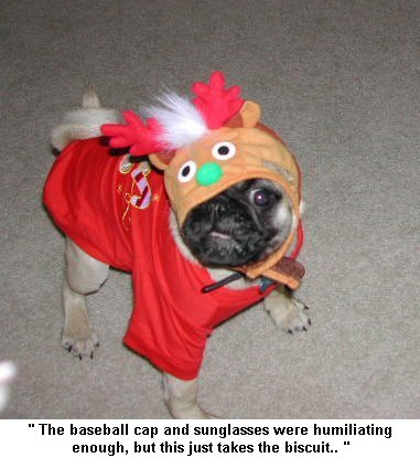dog - dressed up dog