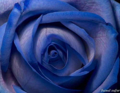 rose - rose