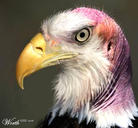 eagle - eagle here,,