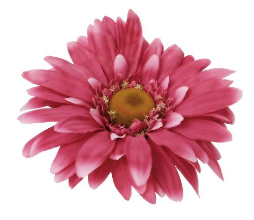 pink - Pink Flower