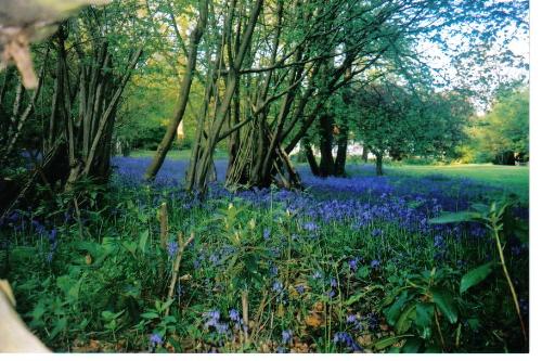 Bluebell Woods - Bluebells in Bolney Village.