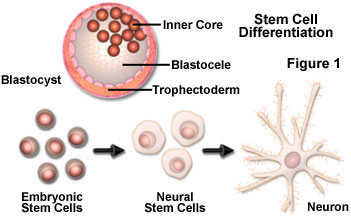 Stem Cell Research - Diagram of how stem cell research works!