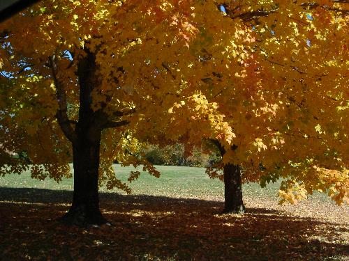 Fall Leaves - A beautiful tree down the road from my house. Fall makes everything more beautiful!