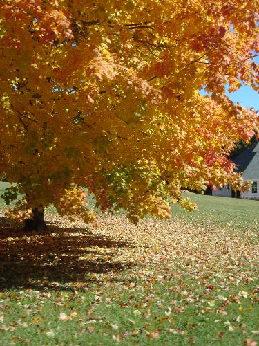 Fall Leaves - Another picture of my favorite tree. I want to roll in the leaves!