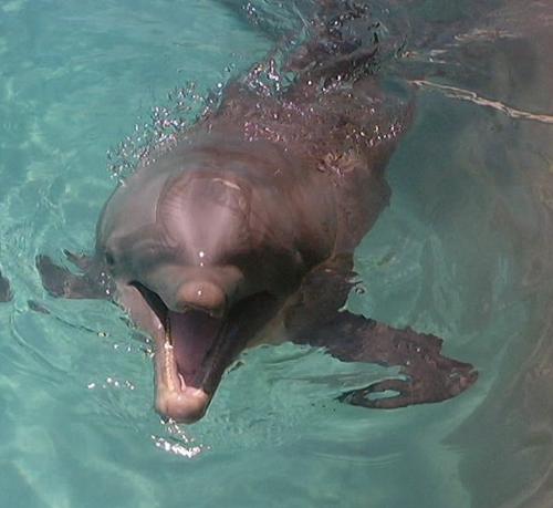 Dolphin - Dolphin - Photo taken at Seaworld Orlando in 2002 during a summer vacation. During the same trip we swam with dolphins at Discovery Cove in Orlando.