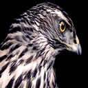 hawk - hawk