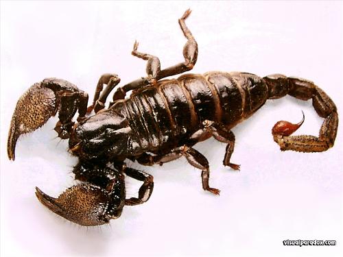 scorpion - scorpion