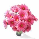 pink daisies - pink daisies