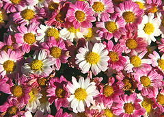 more daisies :) - daisies