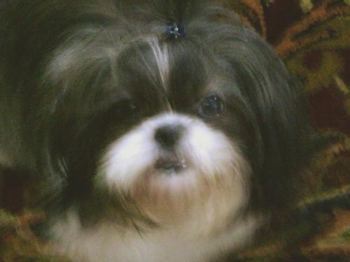 Shih tzu (Haley) - These things are so cute. All my friends say she's ugly but these are the most loving caring playful dogs ever. I love it. It isn't a good pic but I have bunches more I plan to upload.