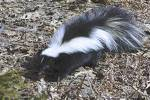 Skunk - Skunks are the smelliest creatures you will ever encounter.
