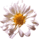 flower - just seeing how it looks