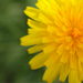 flower - flower....